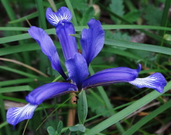 Iris sintenisii