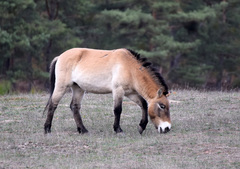 Equus ferus przewalskii