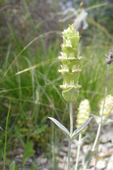 Sideritis euxina