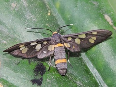 Amata cyssea