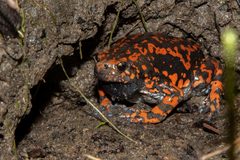 Phrynomantis affinis