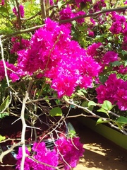 Bougainvillea