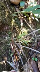Epidendrum longicaule