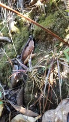 Epidendrum longicaule