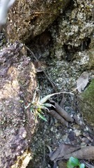 Epidendrum longicaule