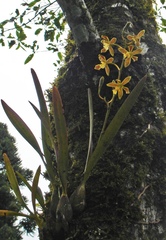 Encyclia patens