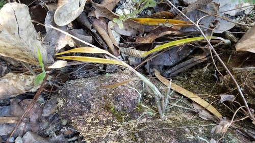 Epidendrum longicaule (L.O.Williams) L.O.Williams
