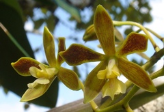 Encyclia patens
