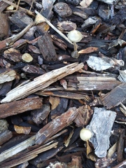 Fungi
