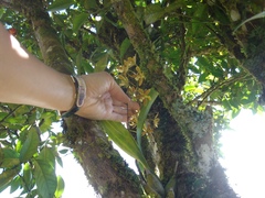 Encyclia patens