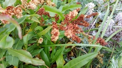 Rumex pallidus