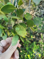 Pterocelastrus tricuspidatus