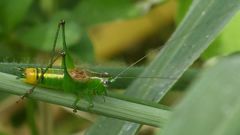 Conocephalus ochrotelus