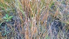 Eleocharis halophila