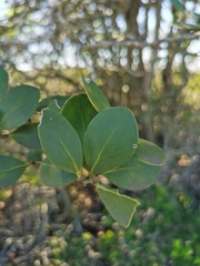 Pterocelastrus tricuspidatus