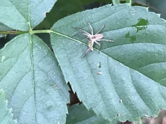 Pisaurina