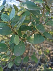 Pterocelastrus tricuspidatus