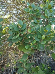 Pterocelastrus tricuspidatus