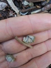Fungi