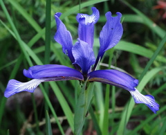 Iris sintenisii