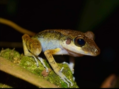 Pristimantis gaigei