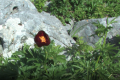 Paeonia peregrina