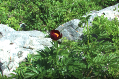 Paeonia peregrina