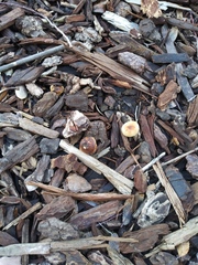 Fungi