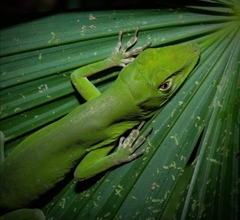 Anolis limon