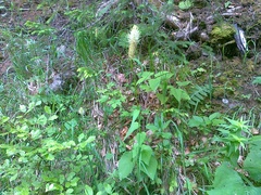 Phyteuma spicatum spicatum