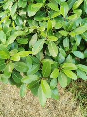 Sideroxylon inerme inerme