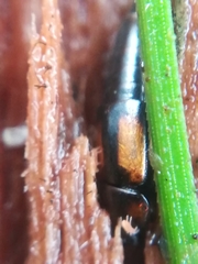 Tachinus subterraneus