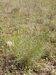 Bouteloua trifida