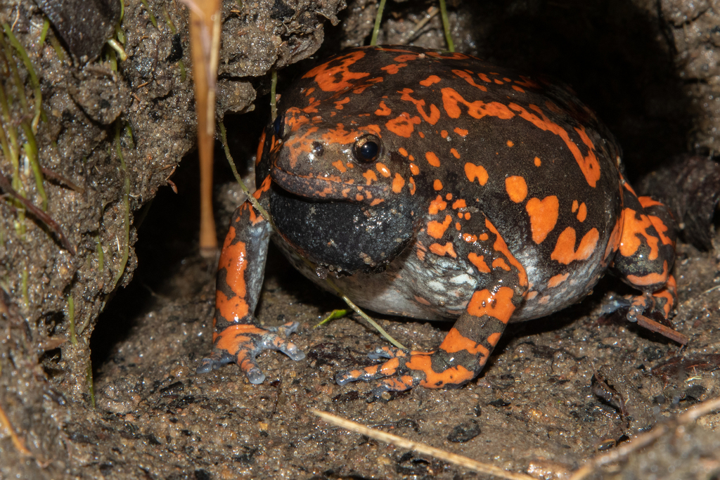 Spotted Rubber Frog