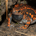 Spotted Rubber Frog - Photo (c) Ruben Foquet, some rights reserved (CC BY-NC), uploaded by Ruben Foquet