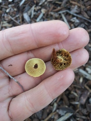 Fungi