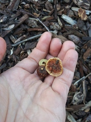 Fungi