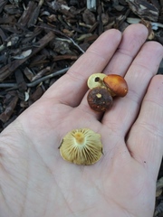 Fungi