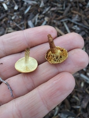 Fungi