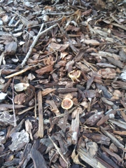 Fungi