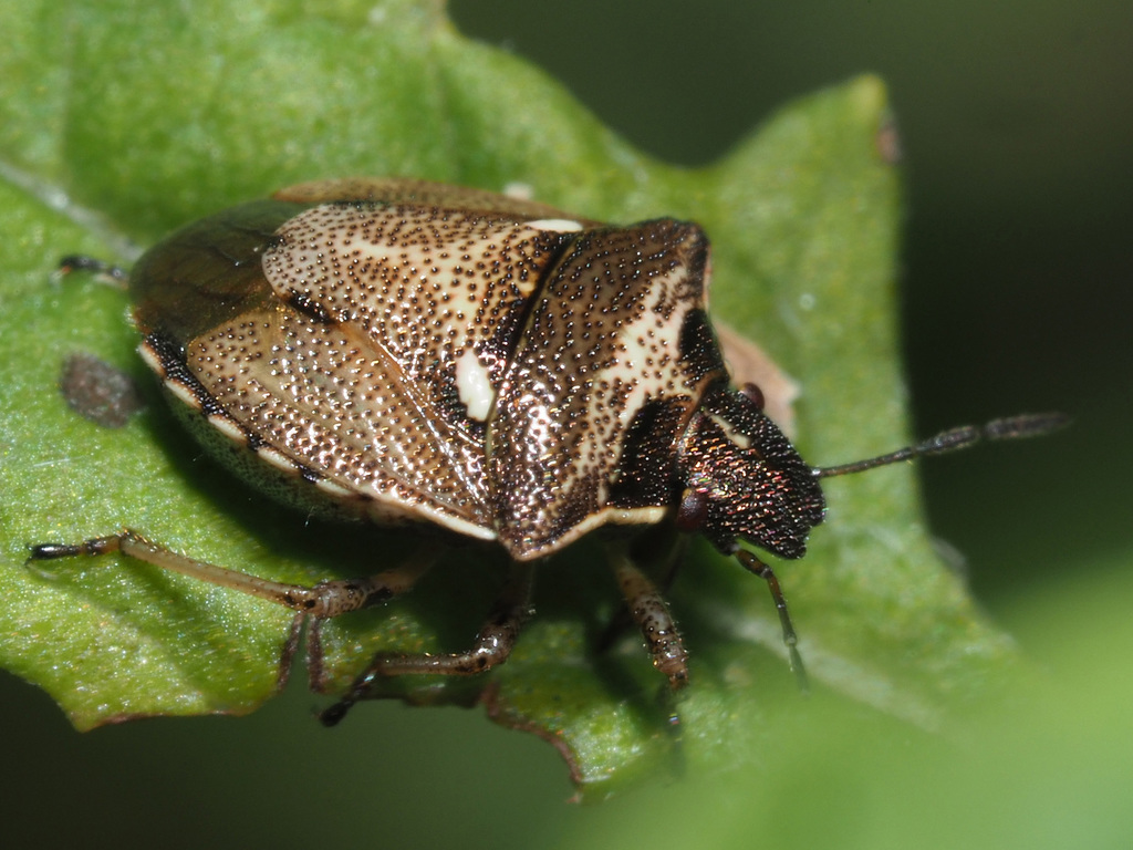 Eysarcoris