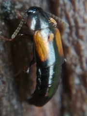 Tachinus subterraneus