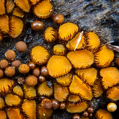 Scutellinia erinaceus