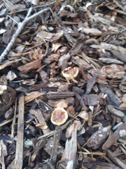 Fungi