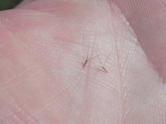 Bouteloua trifida
