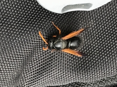 Hypodynerus vespiformis