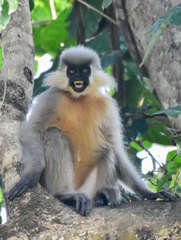 Trachypithecus pileatus