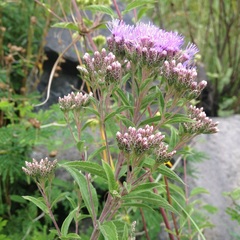 Chromolaena pulchella