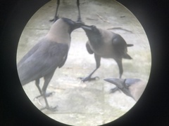 Corvus splendens