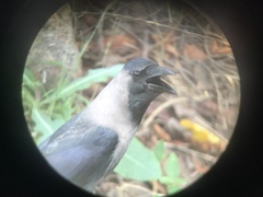 Corvus splendens